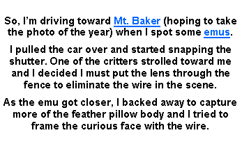Text Box: So, Im driving toward Mt. Baker (hoping to take the photo of the year) when I spot some emus.I pulled the car over and started snapping the shutter. One of the critters strolled toward me and I decided I must put the lens through the fence to eliminate the wire in the scene.As the emu got closer, I backed away to capture more of the feather pillow body and I tried to frame the curious face with the wire.